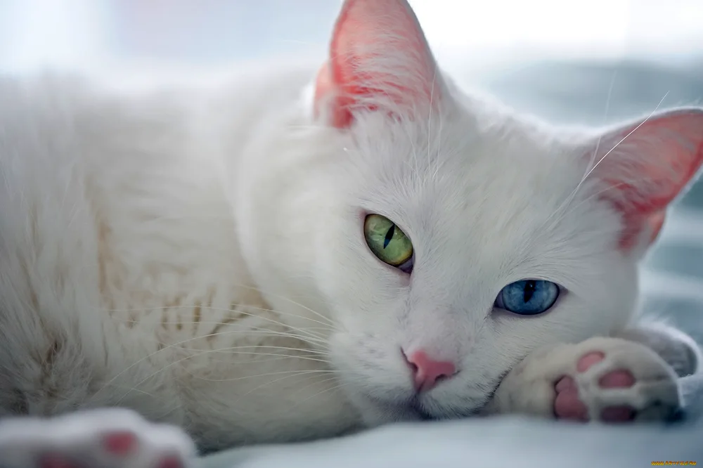 Blue-eyed cat