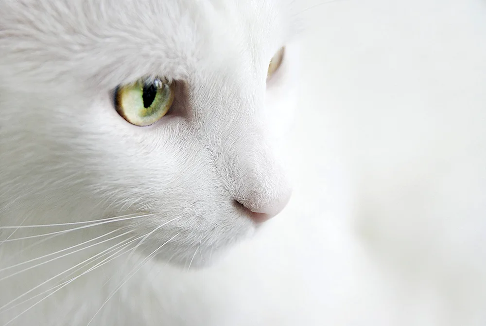 White cat with green eyes