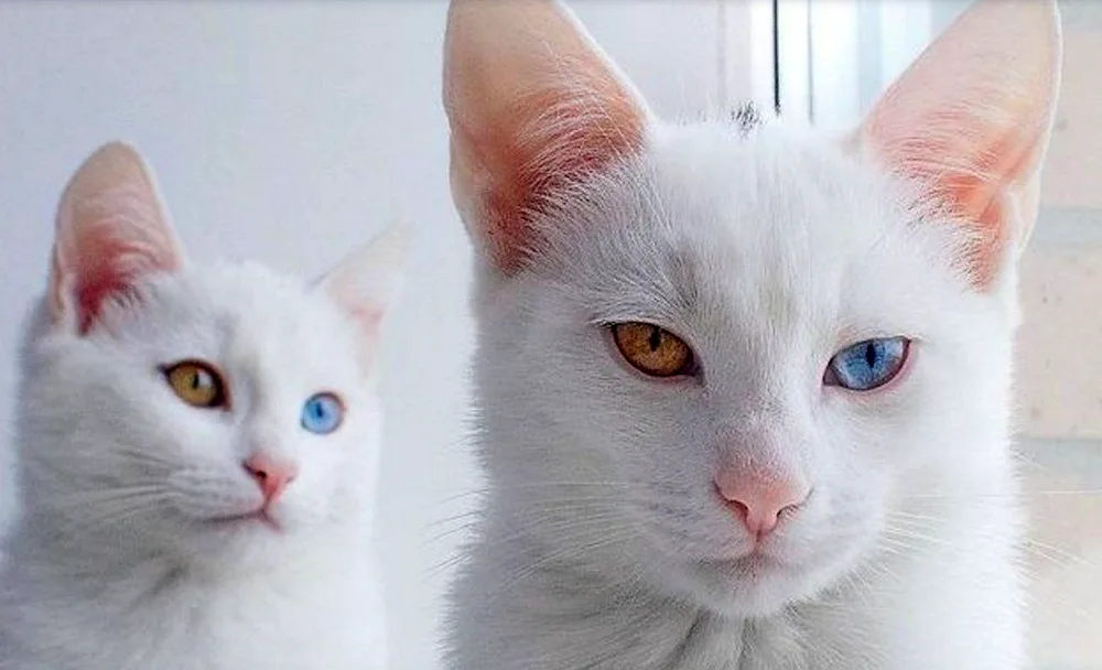 Anatolian white cat