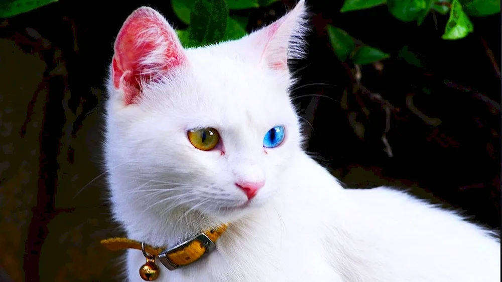 Cao mani cat breed