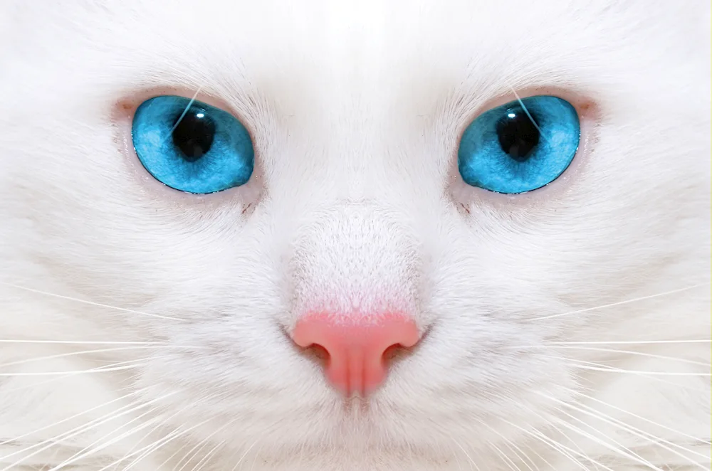 Cat's eyes