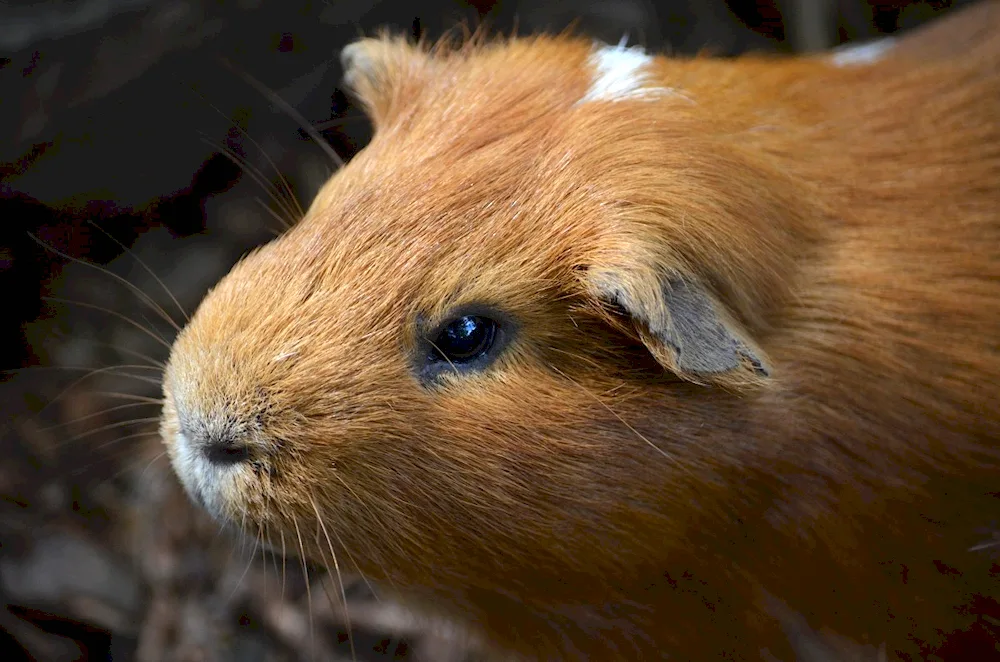 Californian guinea pig