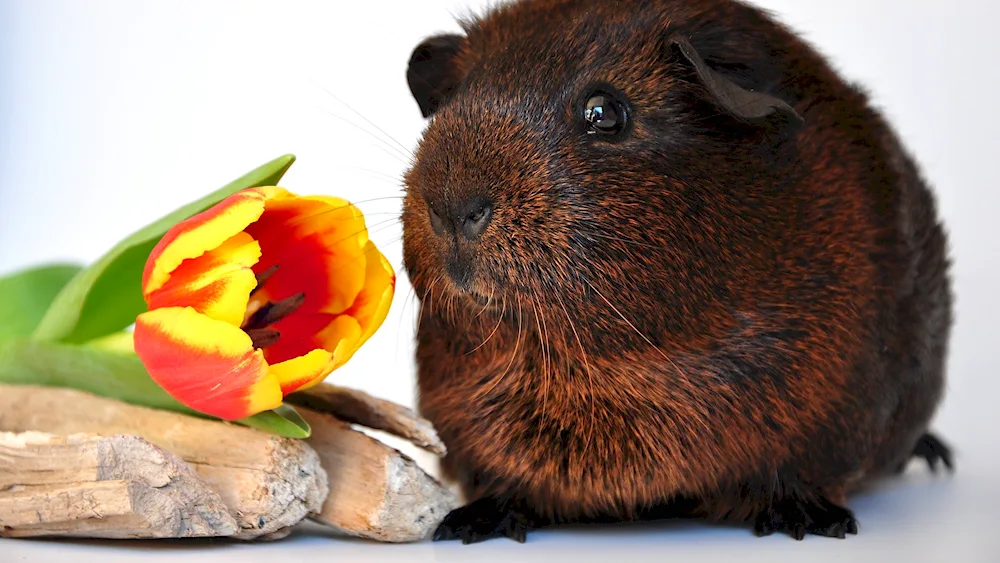 Giant guinea pig