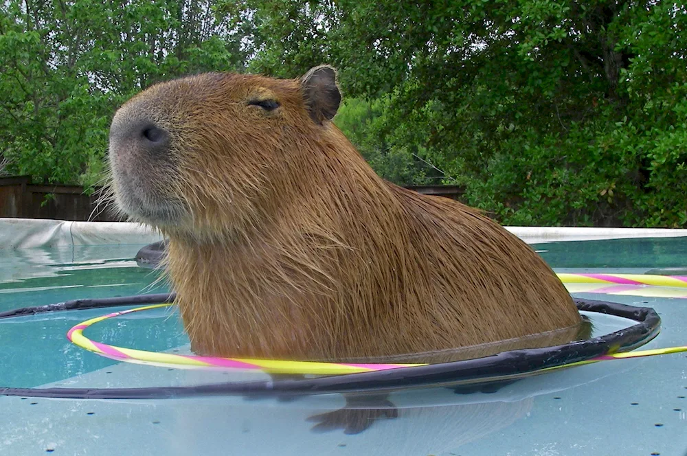 Capybara and guinea pig