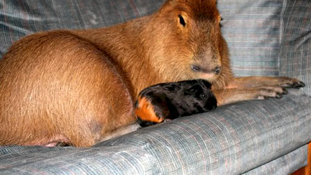 Capybara and guinea pig