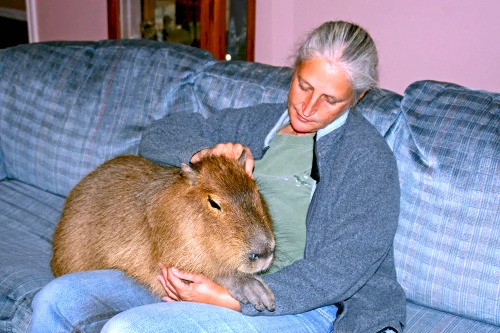 Capybara and guinea pig