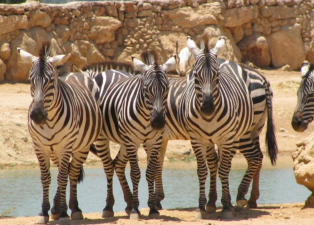 Cape Savannah Zebra