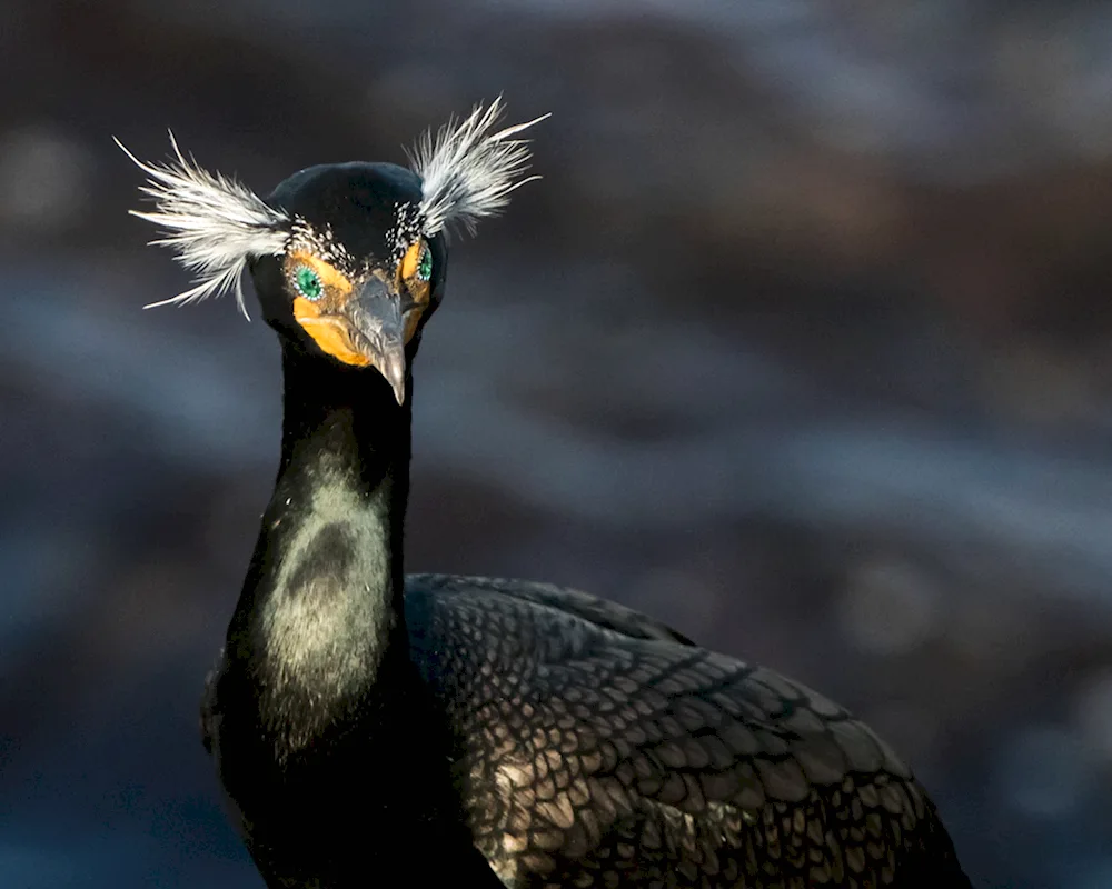 Cap Cormorant