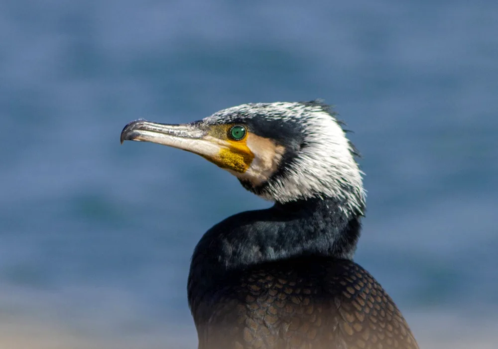 Baklansky Cormorant. Diver