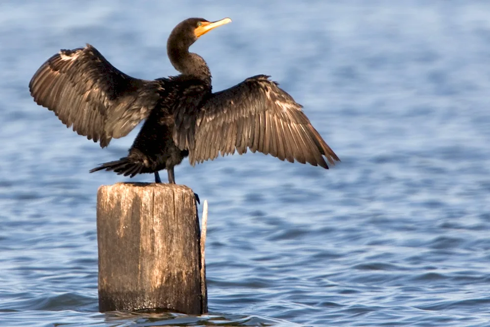 King Cormorant