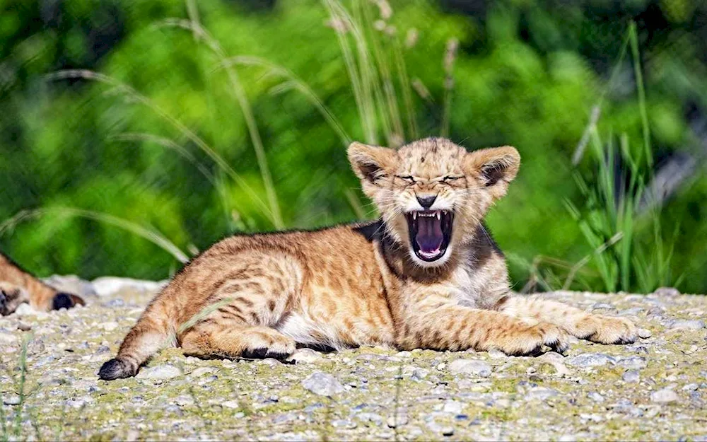 Lion cubs in the pride