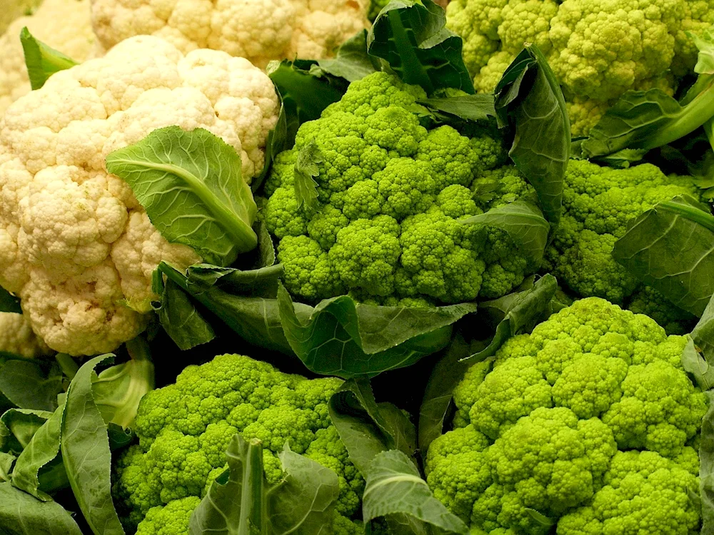 Varieties of cauliflower