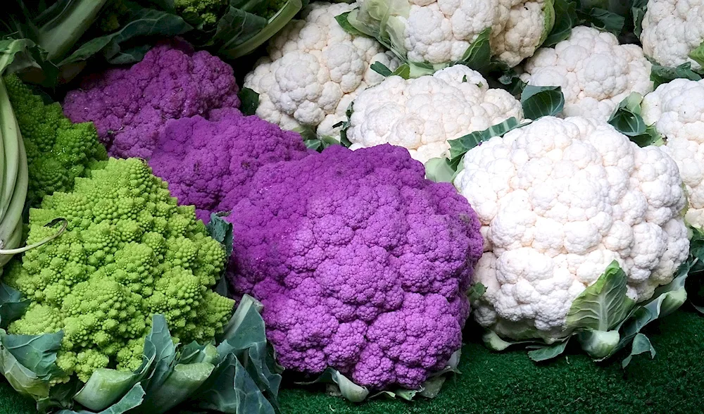 Beijing cabbage broccoli cauliflower cabbage kohlrabi brussels savoy cabbage
