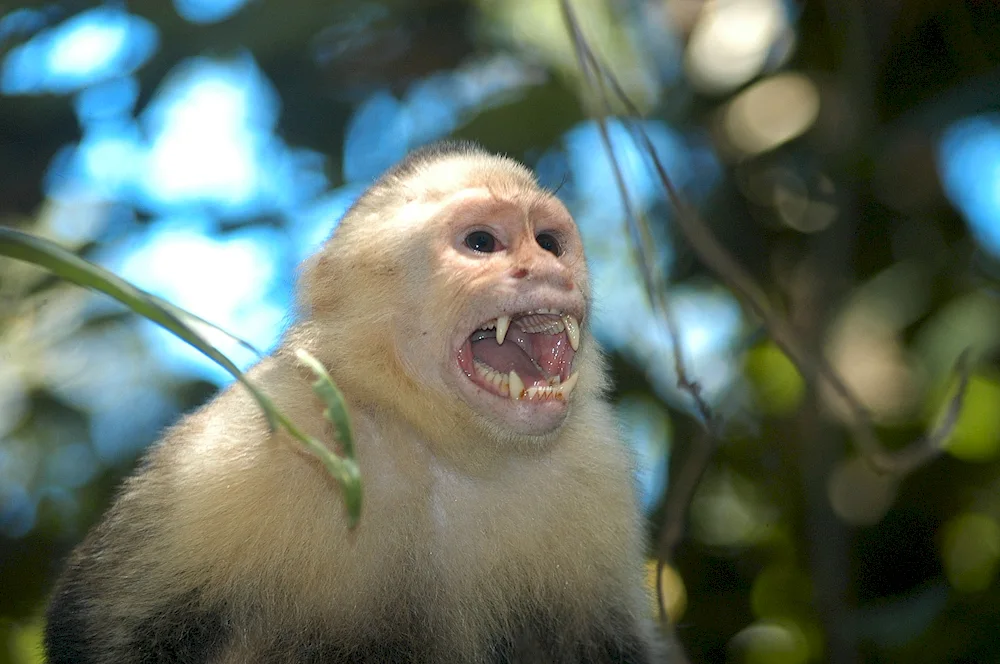 Capuchin fangs