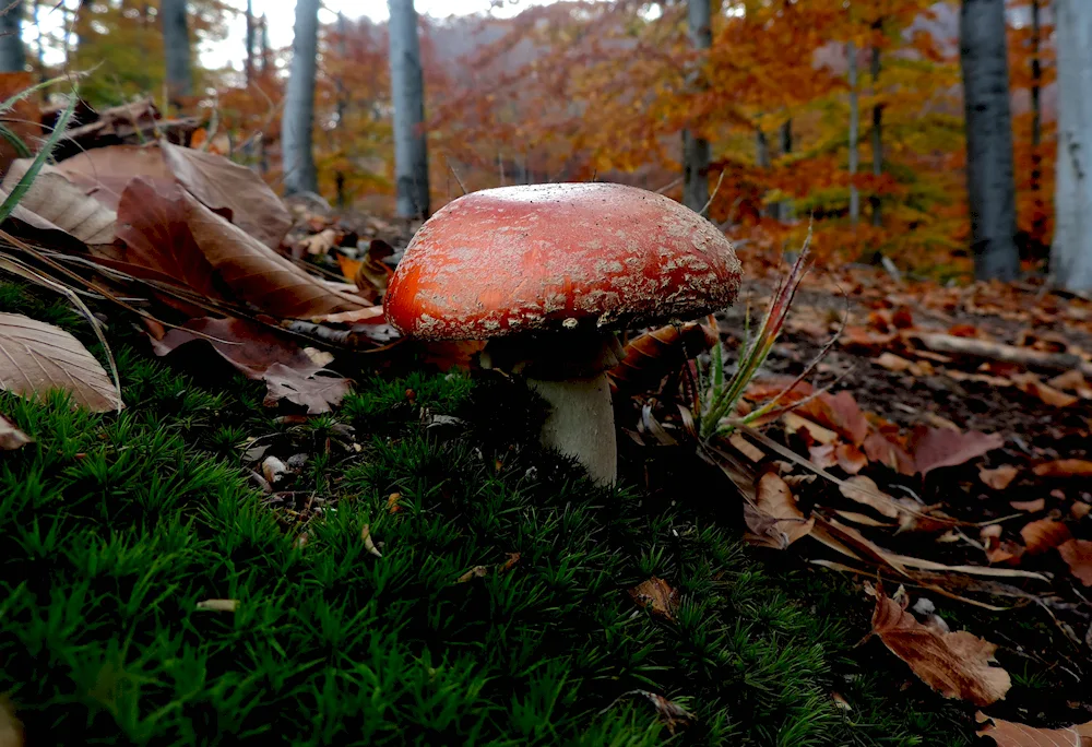 Mushrooms in the Moscow region now