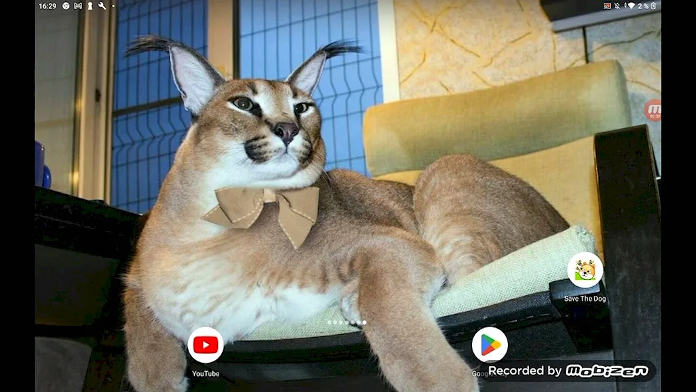 Caracal Gosha