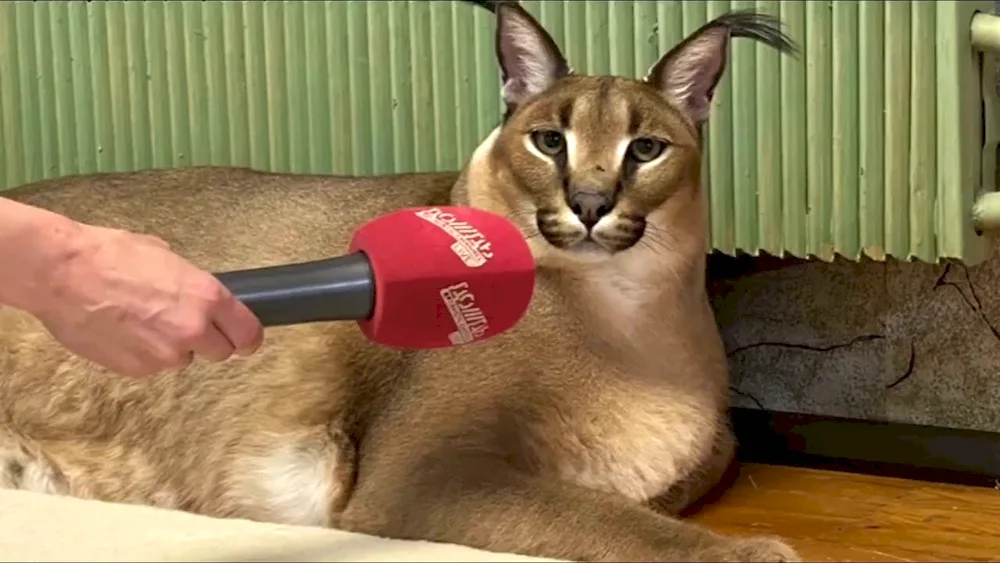 Caracal Gosha Schleppa