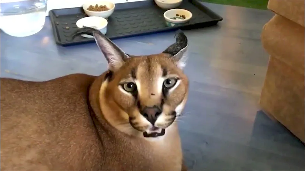 Cat breed caracal