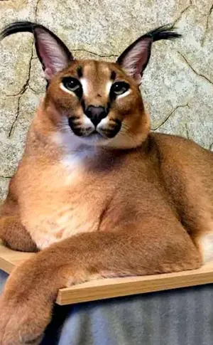 Caracal Gosha Shleppa