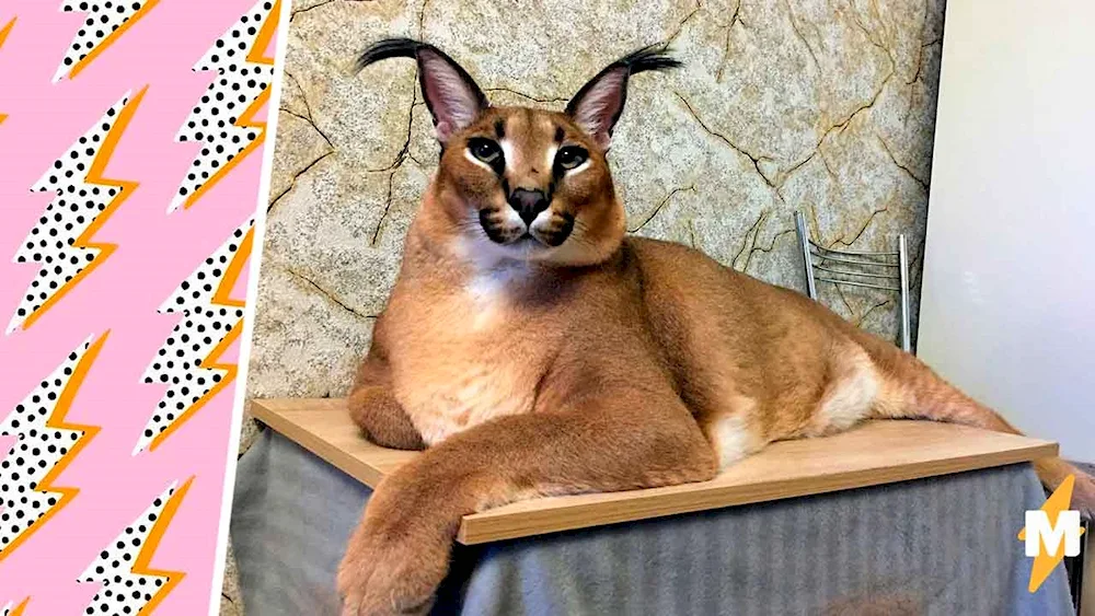 Caracal Gosha Shleppa