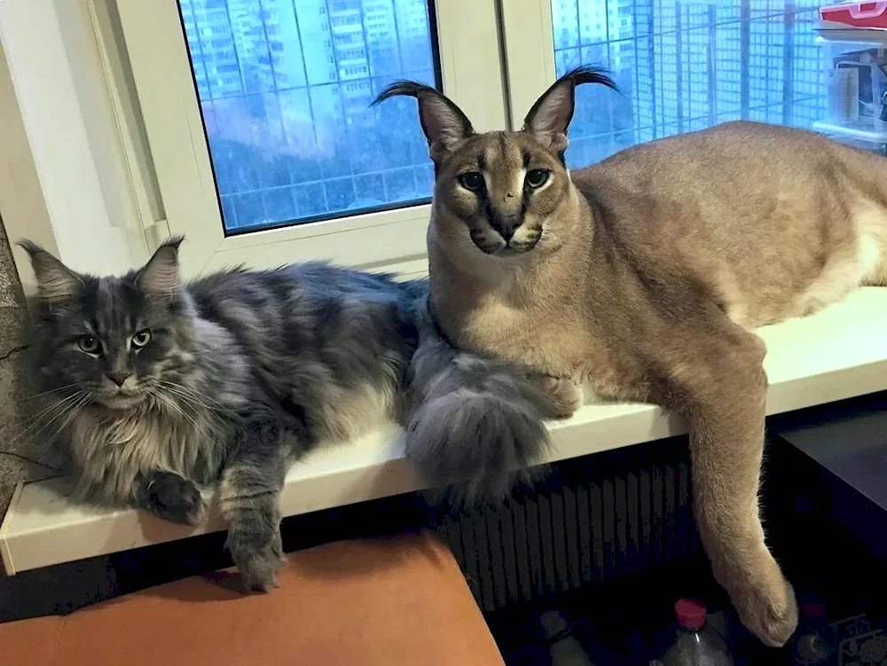 Maine Coon
