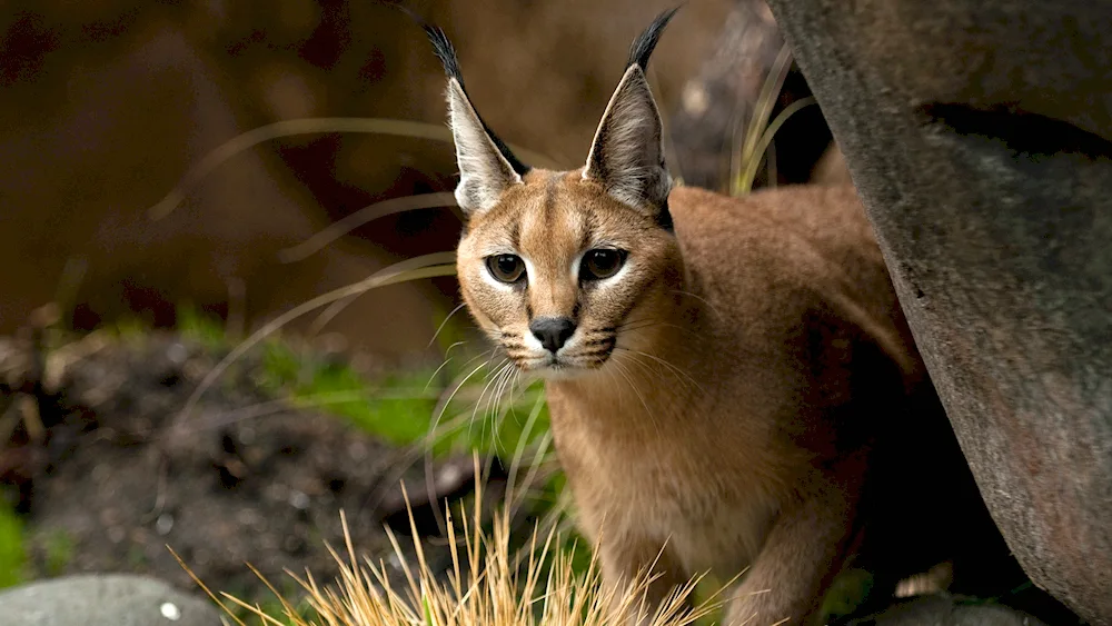 Karakal desert lynx