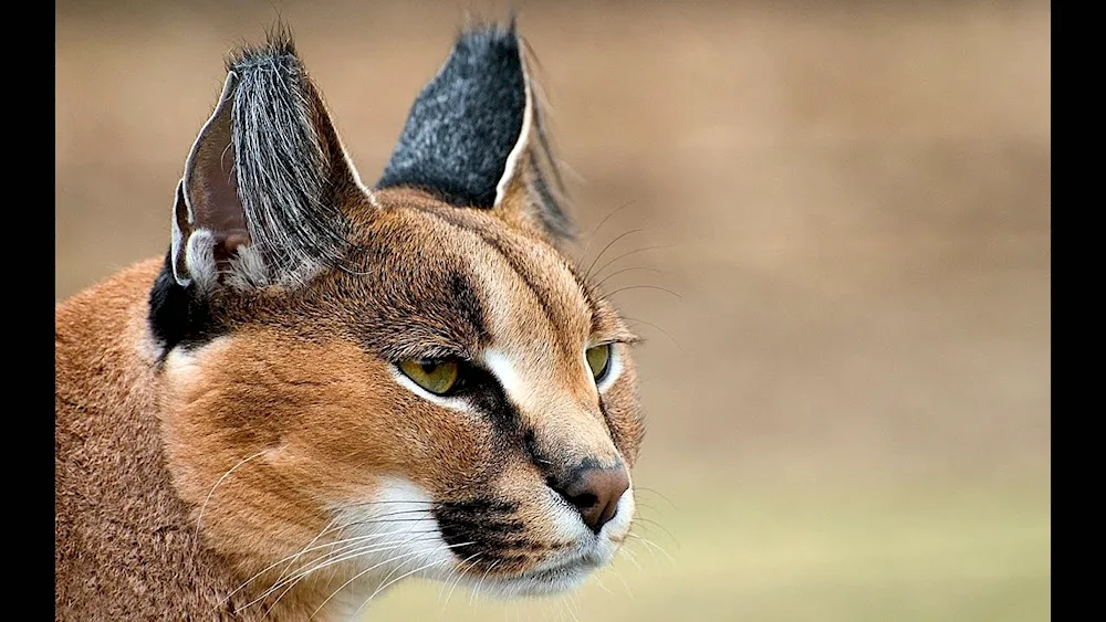 Karakal desert lynx