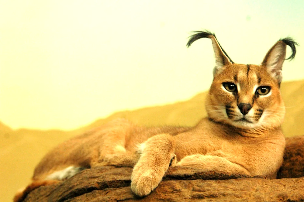 Caracal Desert Lynx