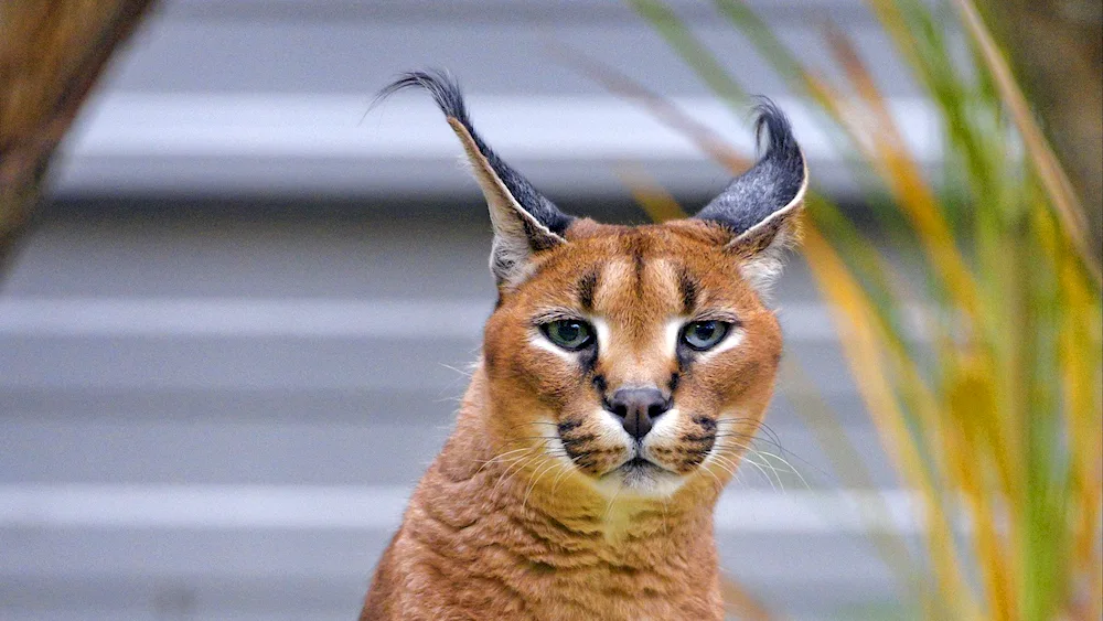 Caracal Desert Lynx