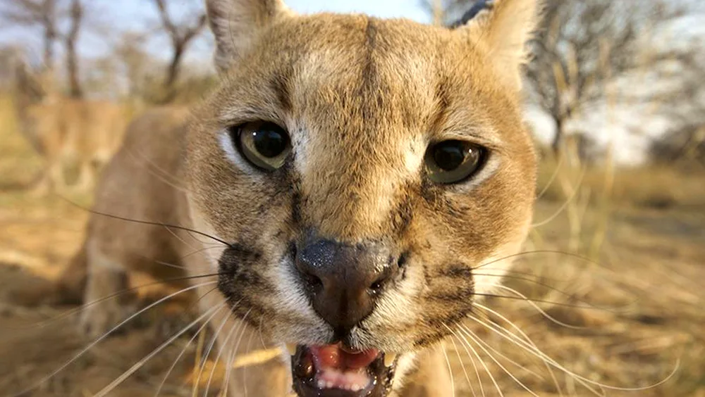 Caracal Desert Lynx