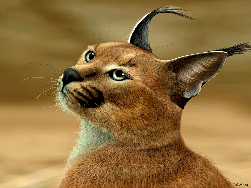 Caracal desert lynx