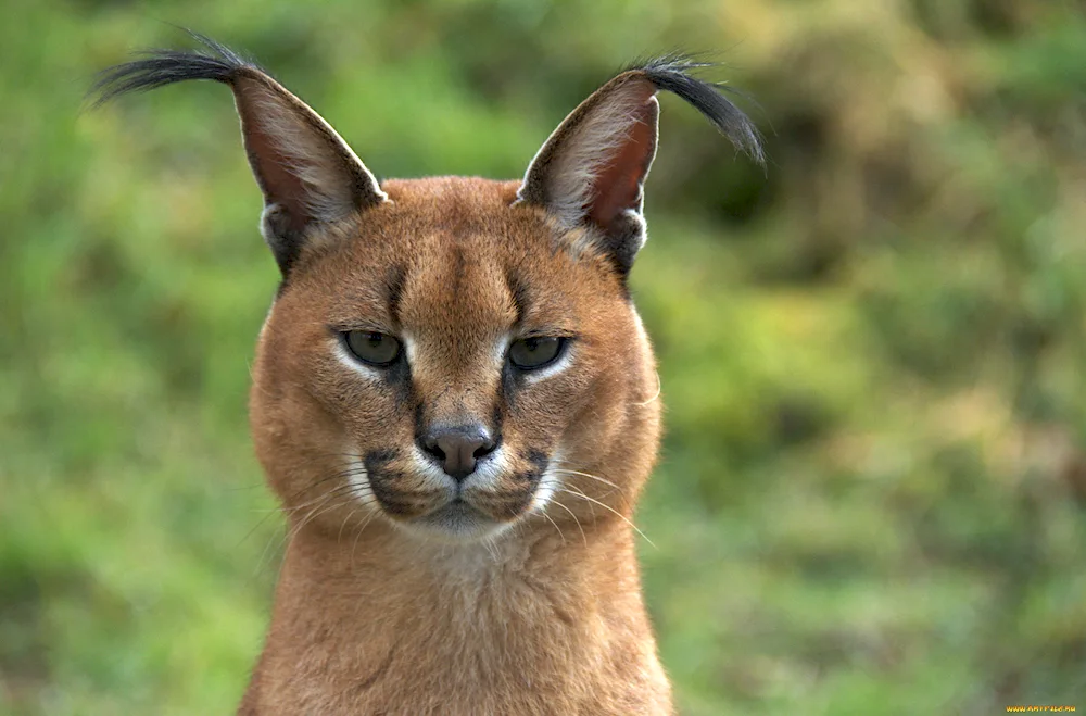 Caracal Schleppa