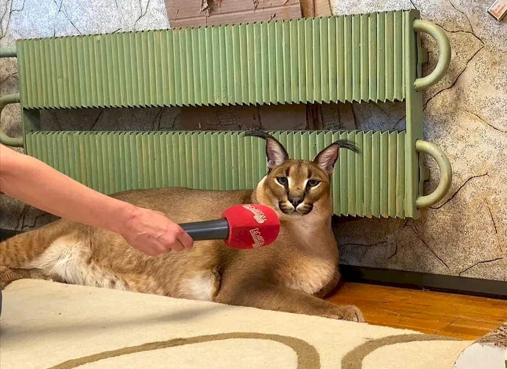 Caracal Schleppa