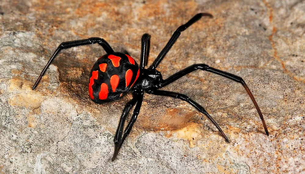 Caracourt spider