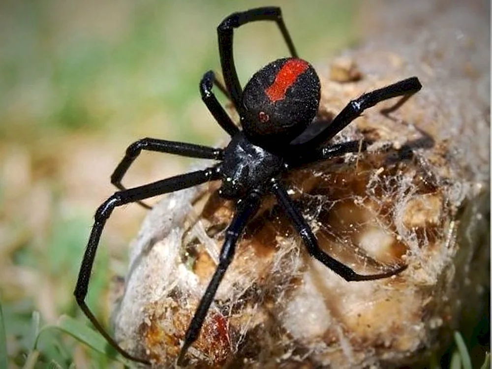 Crossbill spider in the Moscow region