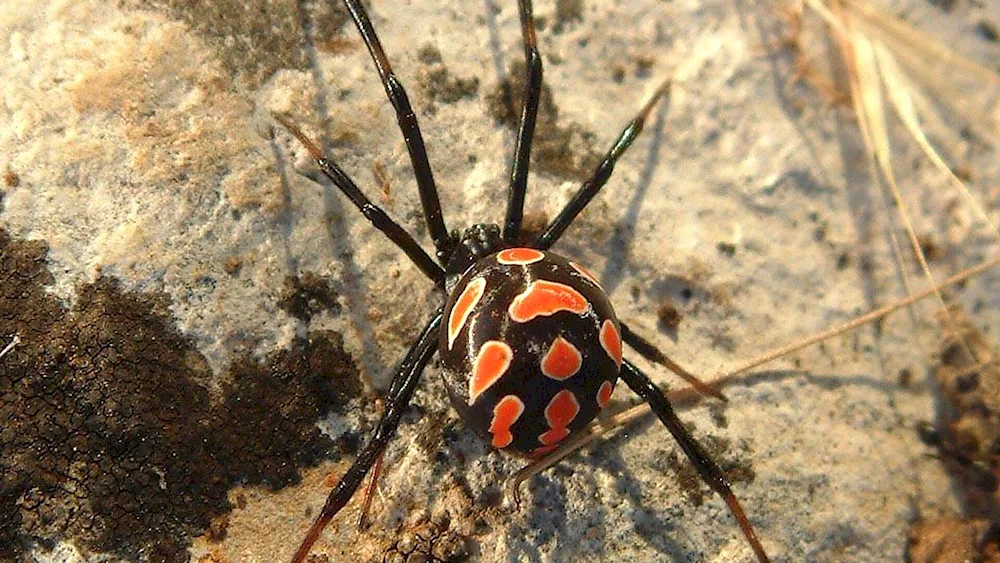 Caracourt spider cocoon