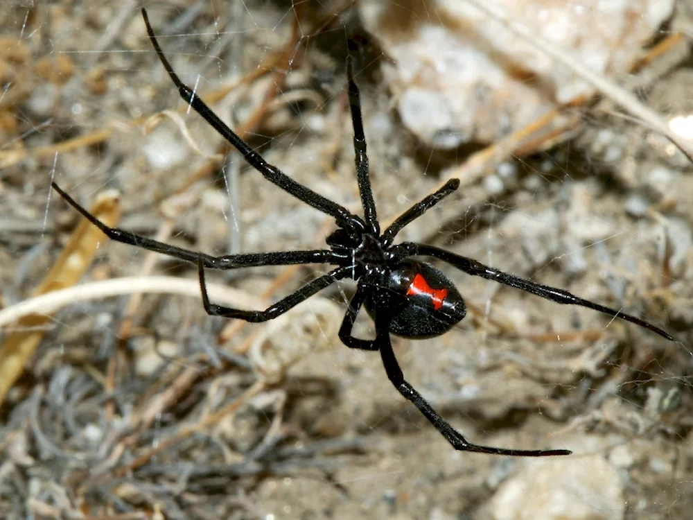 Caracourt Tarantula