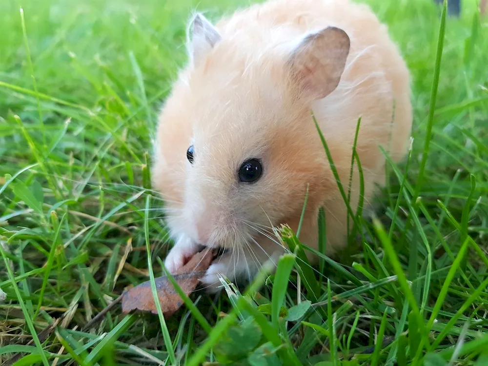 Barefooted shrew Heterocephalus glaber