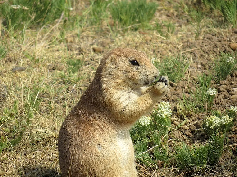 Bear rodent animal