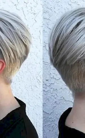 Pixie bob