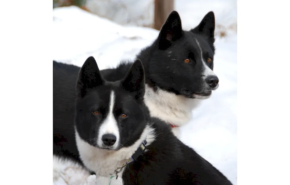 Russian European husky