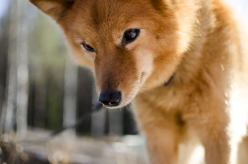 Karelian Finnish husky