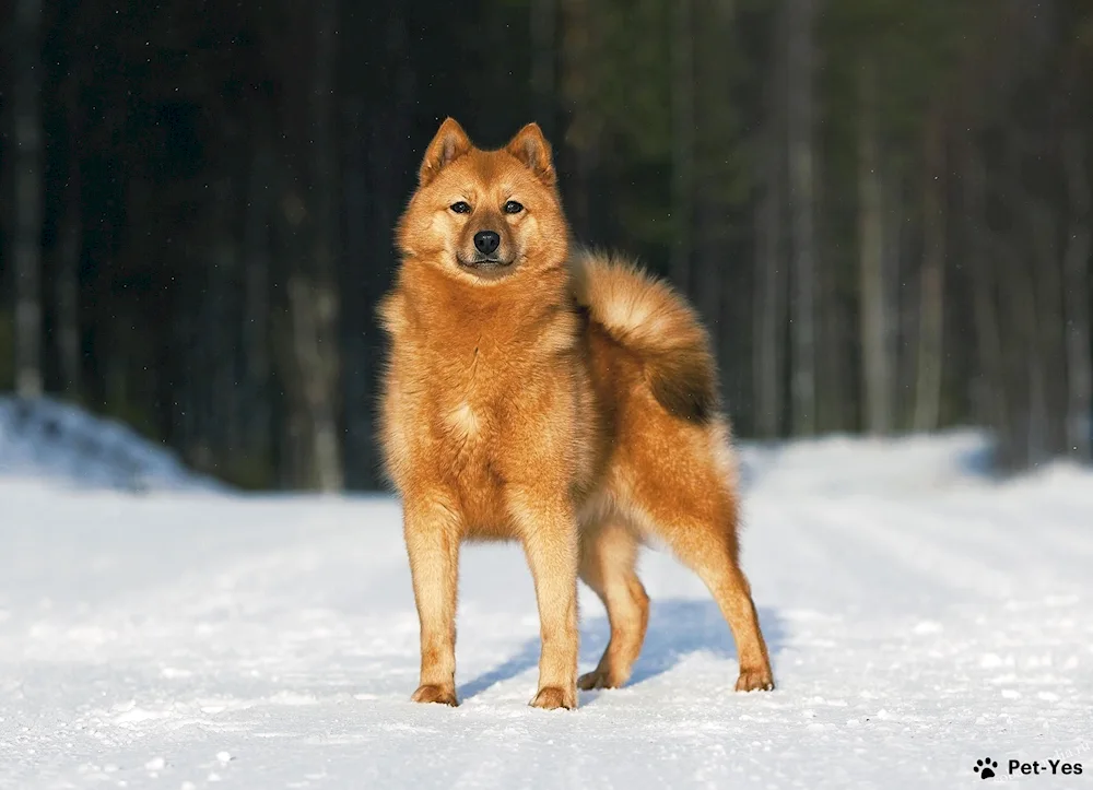 Karelo-Finnish husky