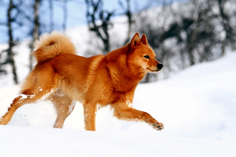 Karelo-Finnish husky