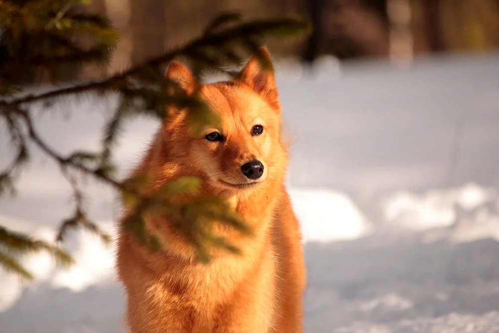 Akita husky