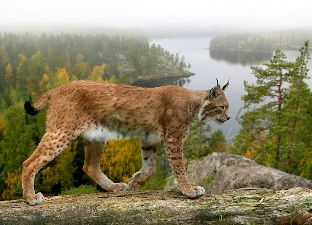 Karelian Lynx