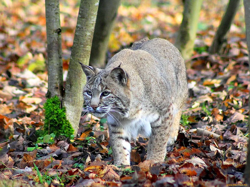 Karelian Lynx