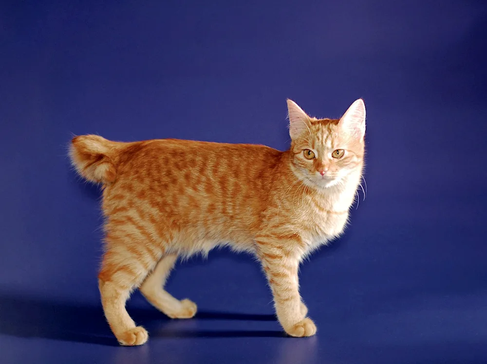 Karelian bobtail short hair