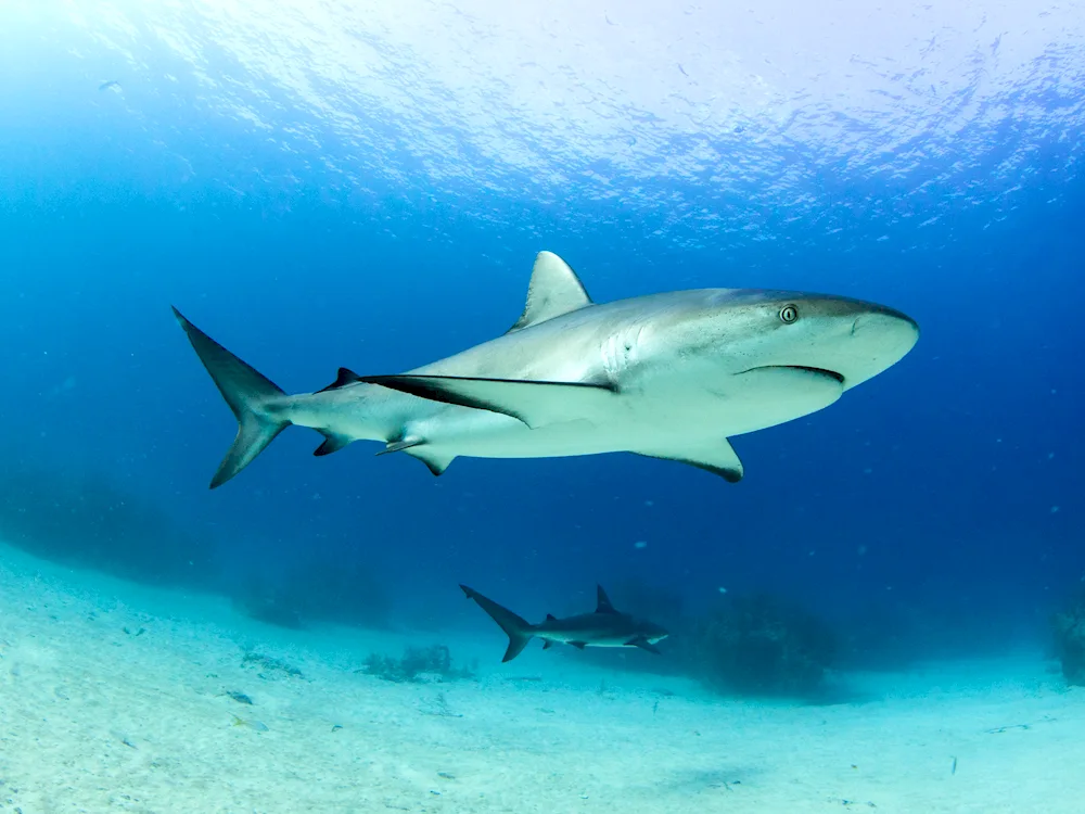 Caribbean reef shark