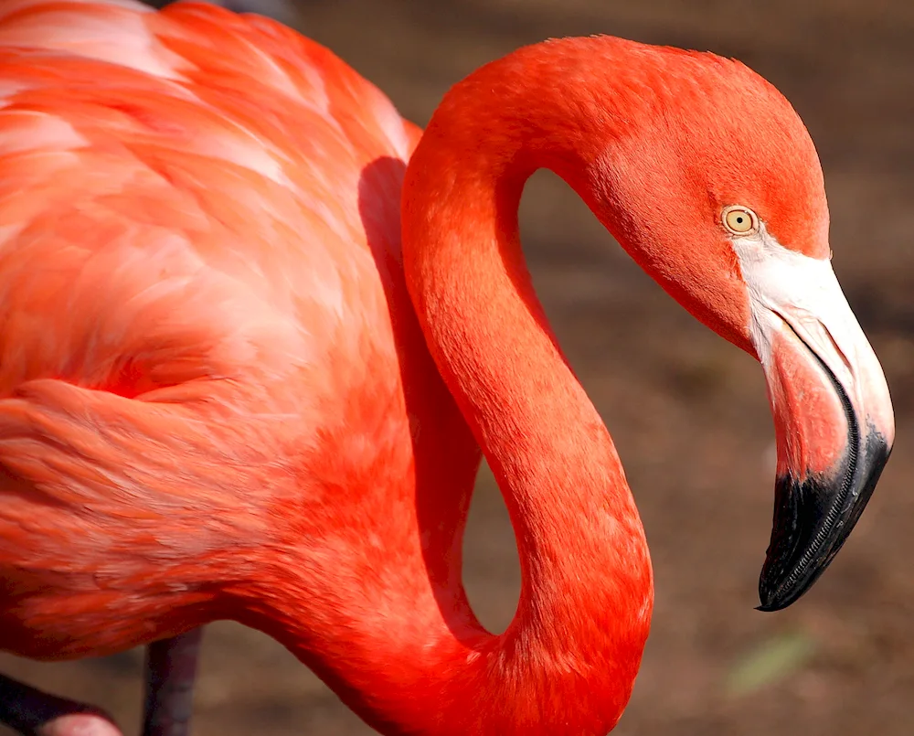 Caribbean Flamingo